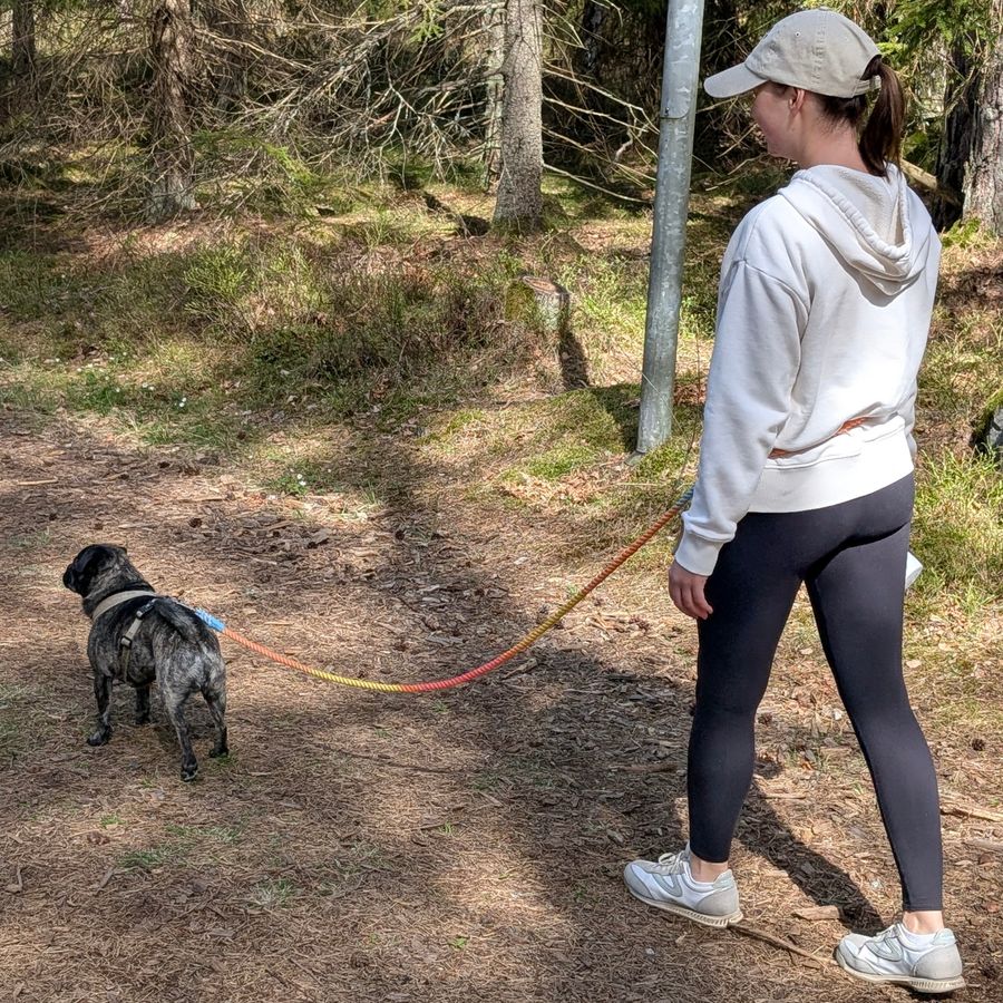 Sherbet Handsfree Leash